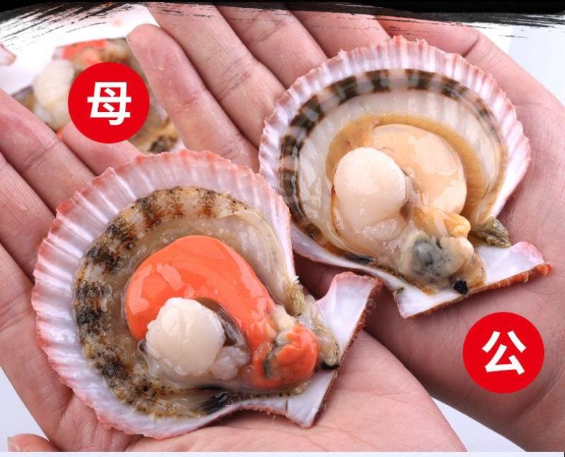 带壳扇贝海捕小红贝新鲜刺贝海鲜水产贝类批发