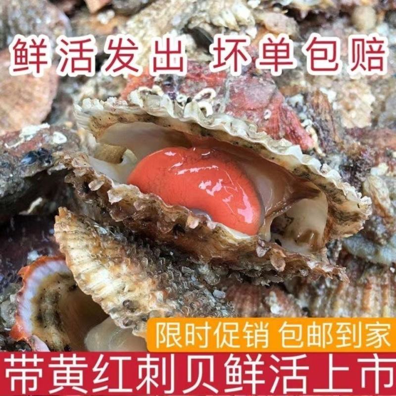 带壳扇贝海捕小红贝新鲜刺贝海鲜水产贝类批发