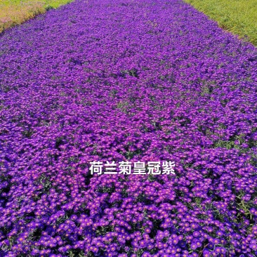 荷兰菊皇冠紫