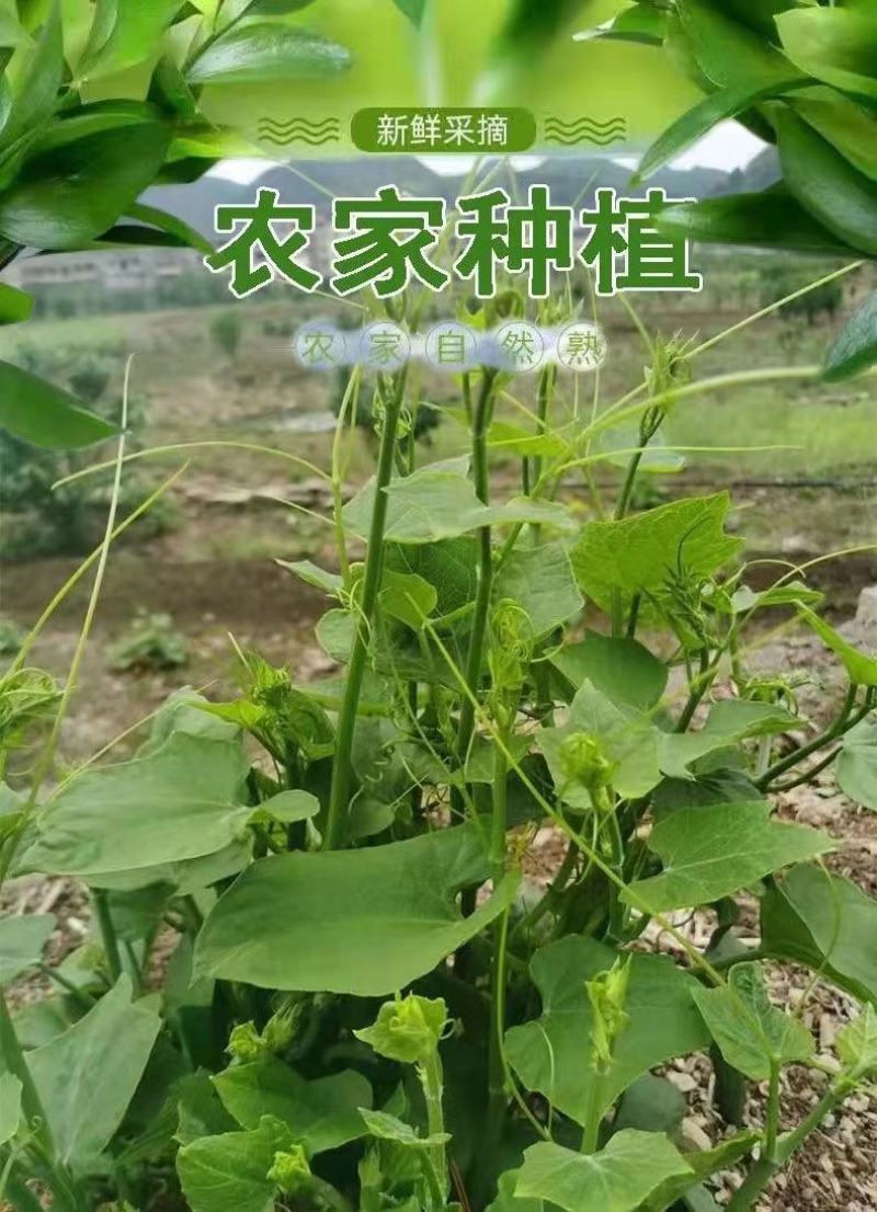 龙须菜，佛手瓜尖，捧瓜尖，瓜藤，大量供货。