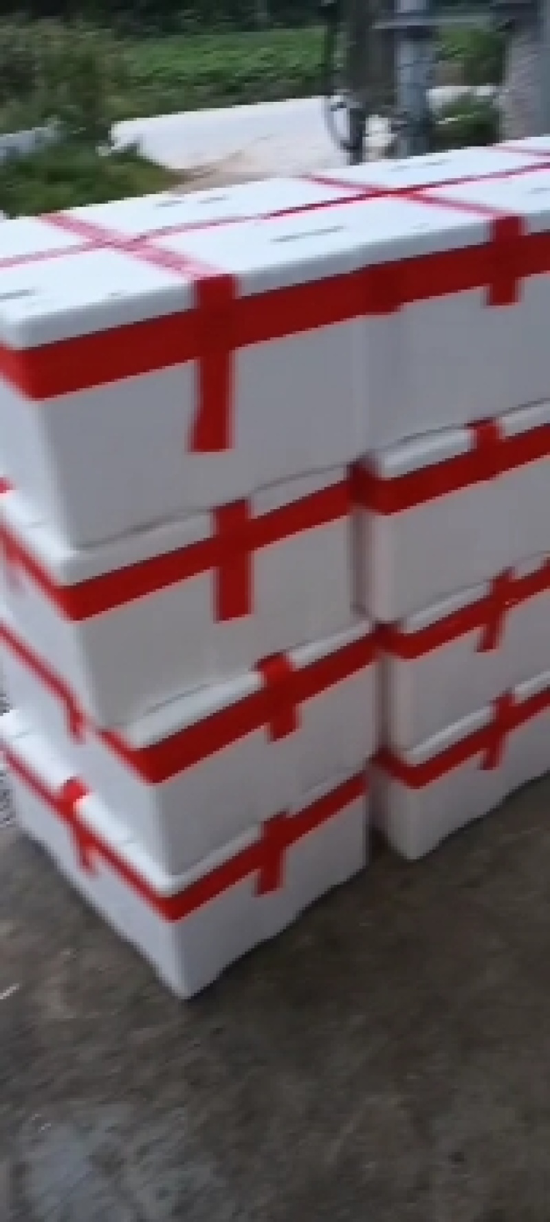 龙须菜，佛手瓜尖，捧瓜尖，瓜藤，大量供货。