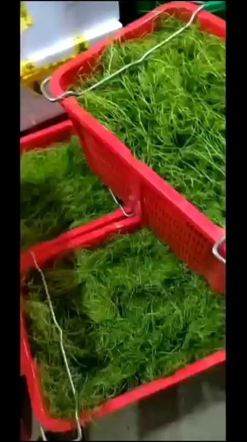 龙须菜，佛手瓜尖，捧瓜尖，瓜藤，大量供货。
