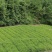 本人培植大量杉木苗，一年苗，杉树苗欢迎各位老板种稙户订购