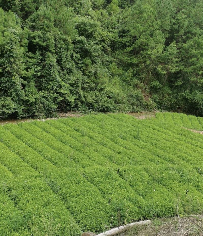 本人培植大量杉木苗，一年苗，杉树苗欢迎各位老板种稙户订购