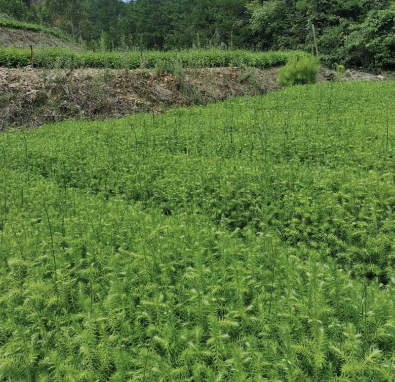 本人培植大量杉木苗，一年苗，杉树苗欢迎各位老板种稙户订购