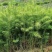 本人培植大量杉木苗，一年苗，杉树苗欢迎各位老板种稙户订购