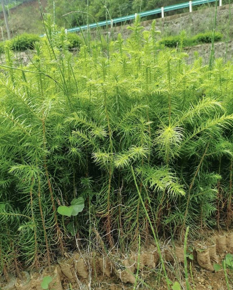 本人培植大量杉木苗，一年苗，杉树苗欢迎各位老板种稙户订购