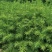 本人培植大量杉木苗，一年苗，杉树苗欢迎各位老板种稙户订购