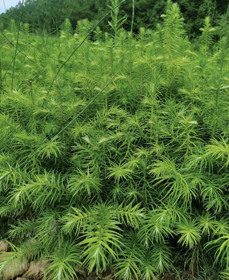 本人培植大量杉木苗，一年苗，杉树苗欢迎各位老板种稙户订购