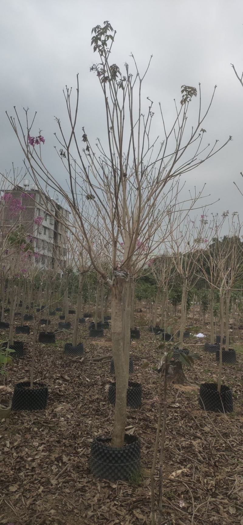 绣球紫花风铃木