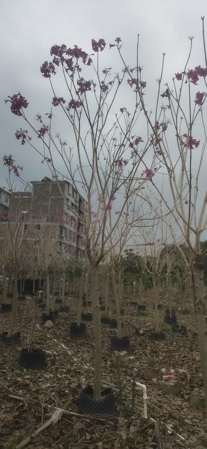 绣球紫花风铃木