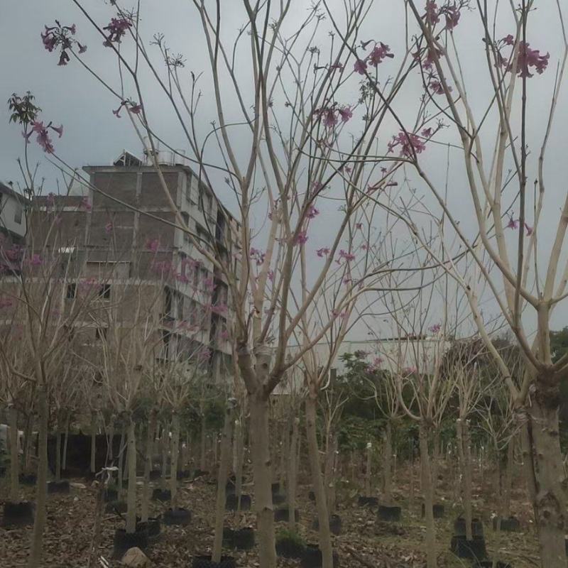 绣球紫花风铃木