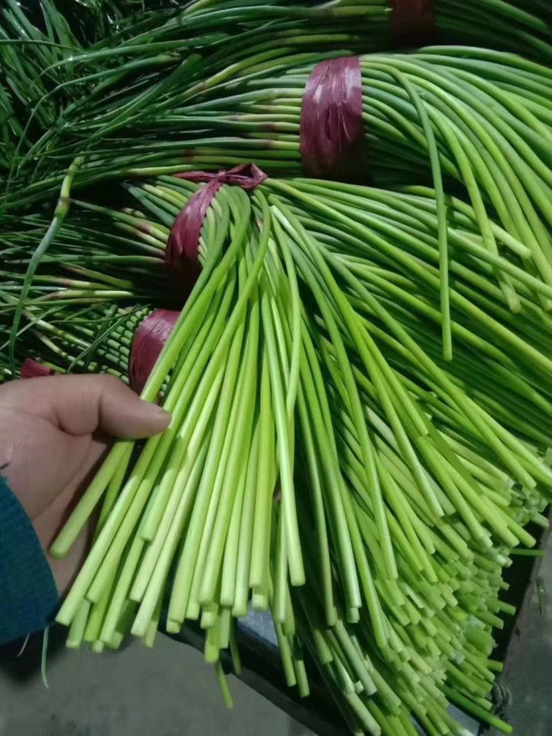 精品蒜苔红帽蒜薹诚信经营质量保证常年供应电商