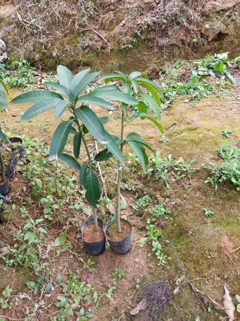 芒果树贵妃芒四季芒金煌芒嫁接苗果树南北方种植当年