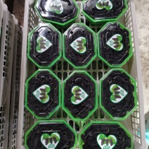 桑葚果