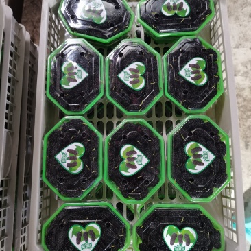 桑葚果
