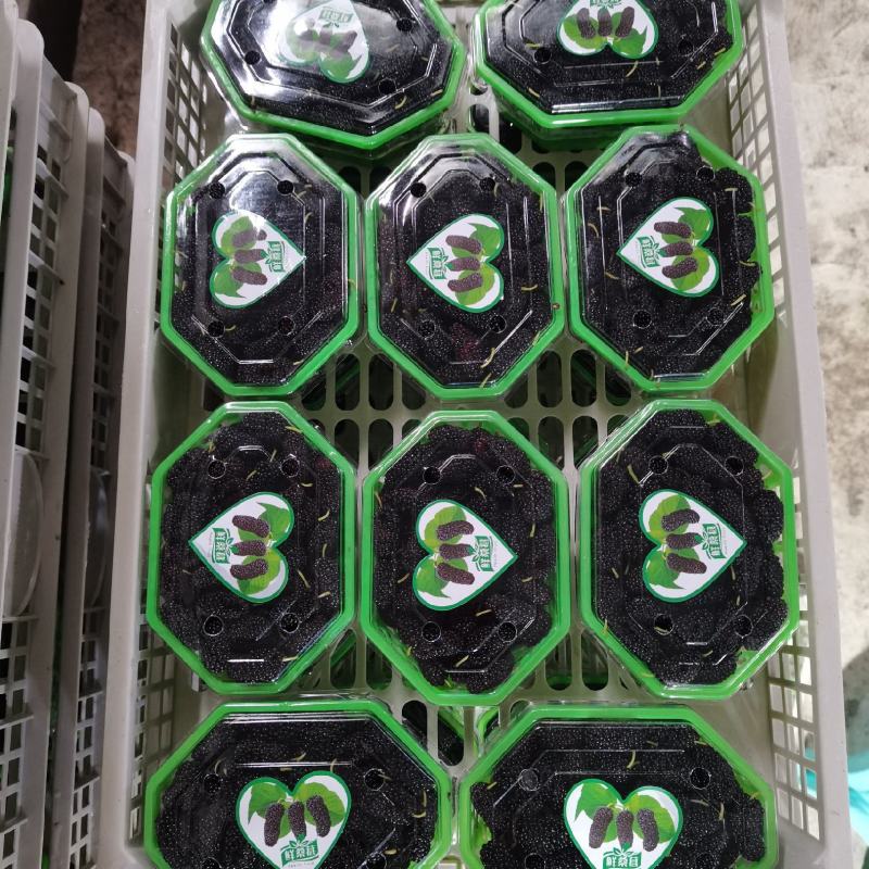 桑葚果