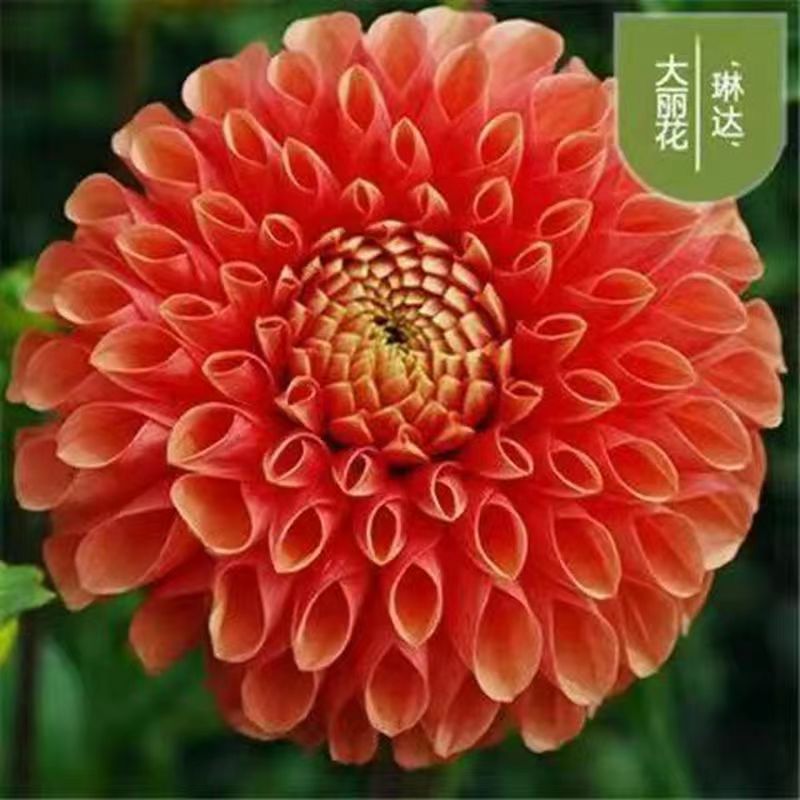 原产地大丽花种球几十个品种包对版包成活支持视频看货