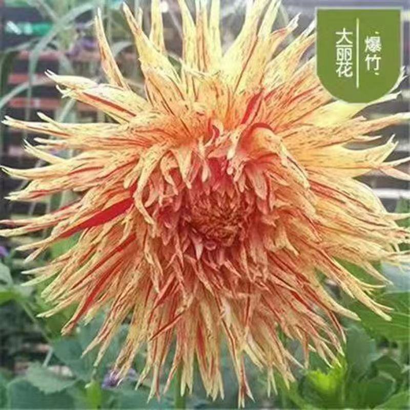 原产地大丽花种球几十个品种包对版包成活支持视频看货