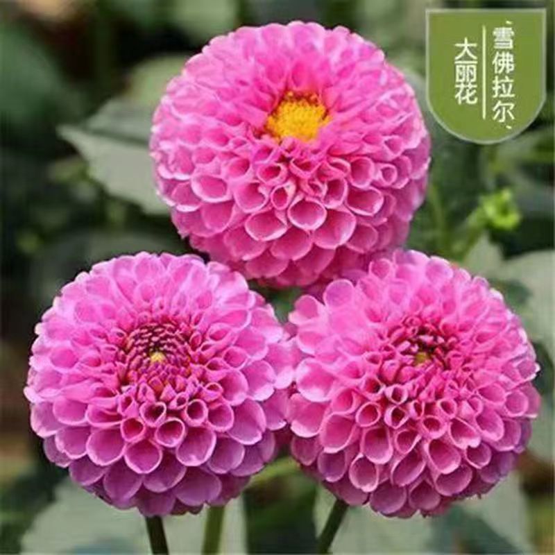 原产地大丽花种球几十个品种包对版包成活支持视频看货