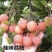 无核荔枝树苗嫁接盆栽地栽果树苗妃子笑荔枝苗四季种植当年结