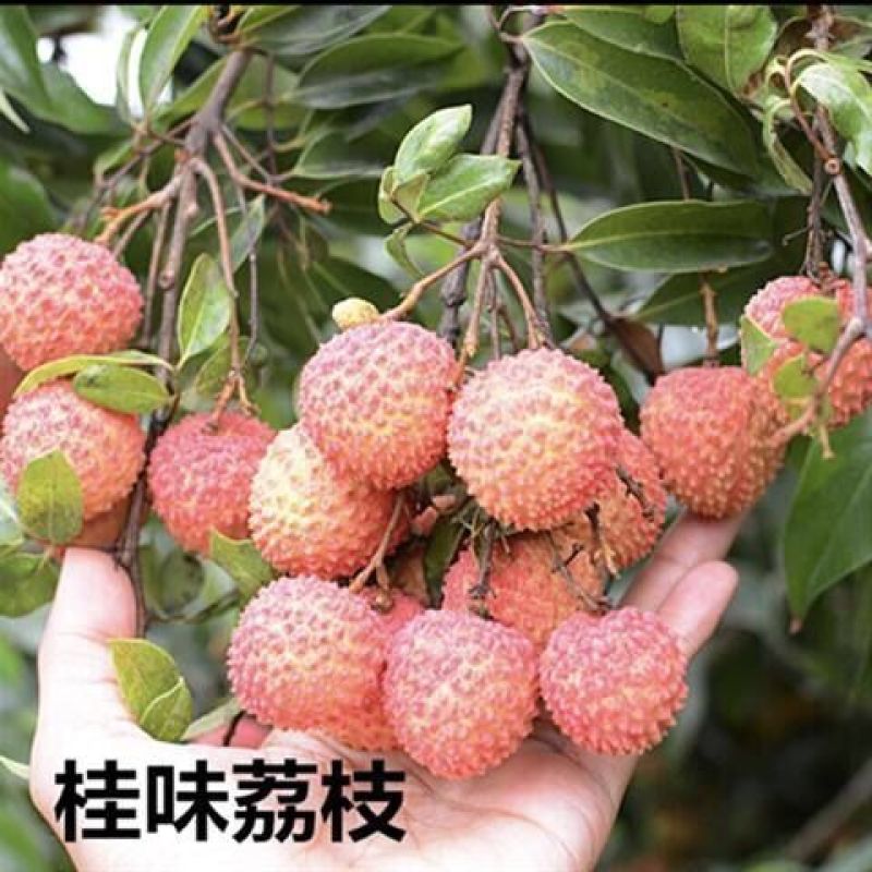 无核荔枝树苗嫁接盆栽地栽果树苗妃子笑荔枝苗四季种植当年结