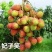 无核荔枝树苗嫁接盆栽地栽果树苗妃子笑荔枝苗四季种植当年结