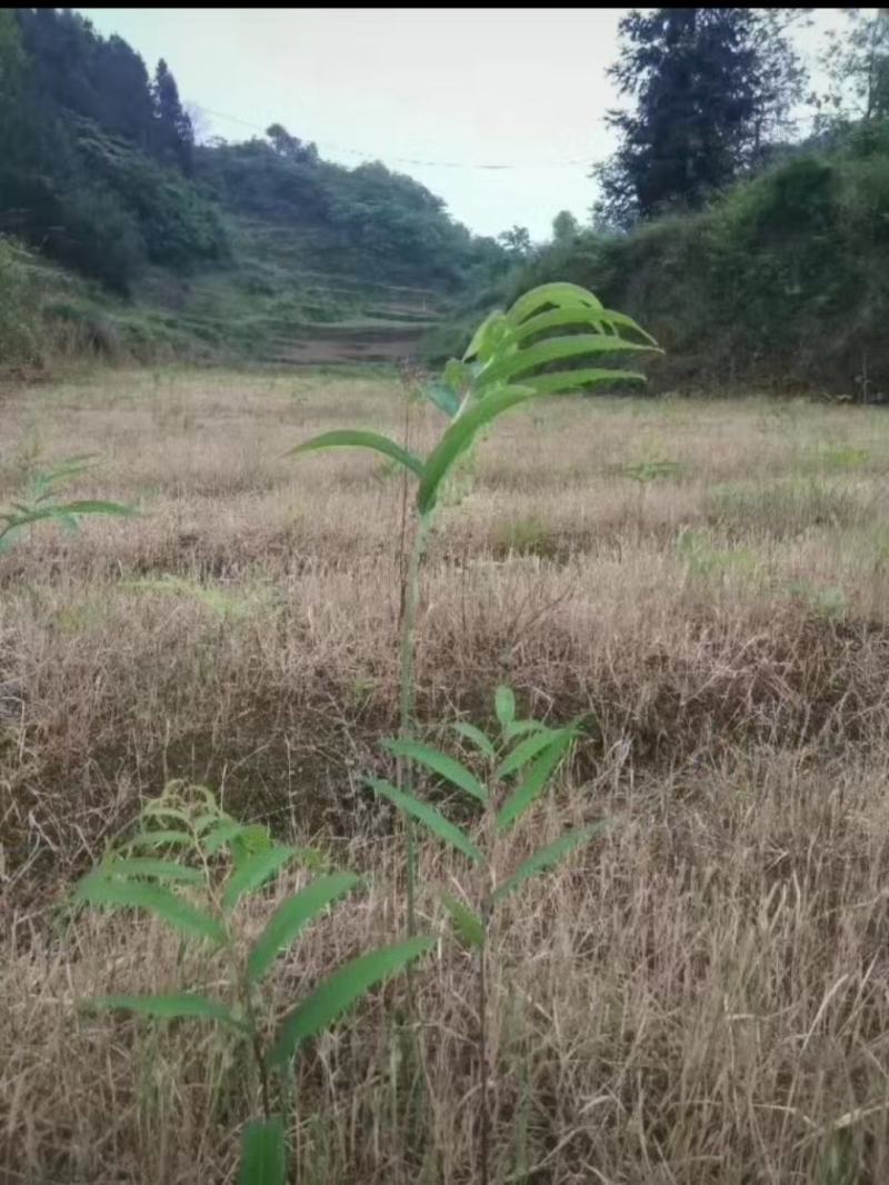 各种中草药专用