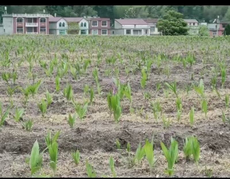 各种中草药专用