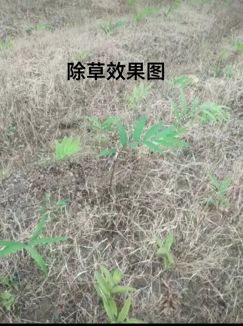 各种中草药专用