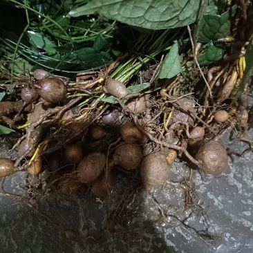 金果榄块茎苗都是农户山上挖来的无硫，对接全国，欢迎来电