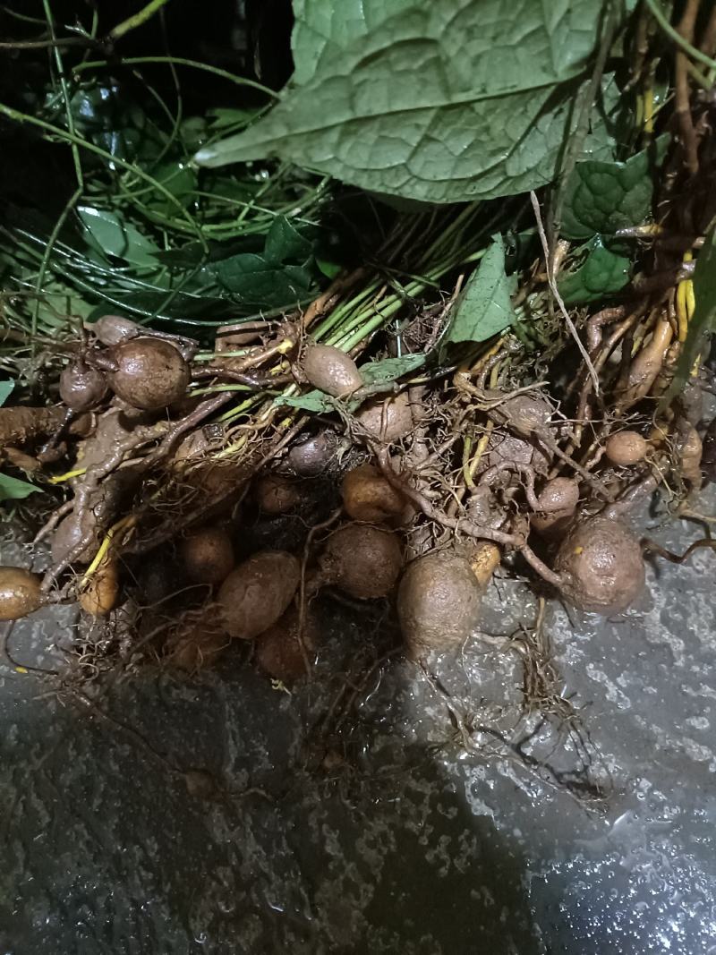 金果榄块茎苗都是农户山上挖来的无硫，对接全国，欢迎来电