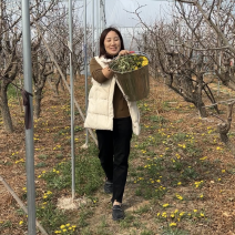 大量供应野生蒲公英，婆婆丁，代收代发常年供应电商团购
