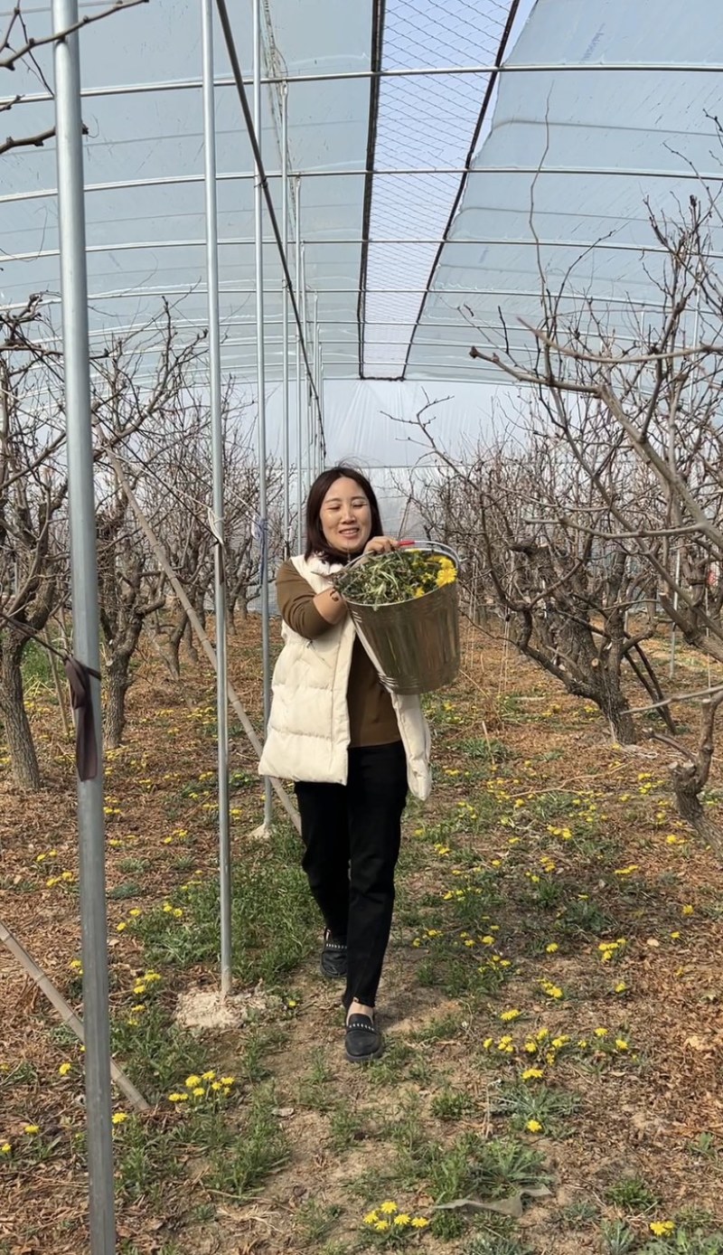 大量供应野生蒲公英，婆婆丁，代收代发常年供应电商团购