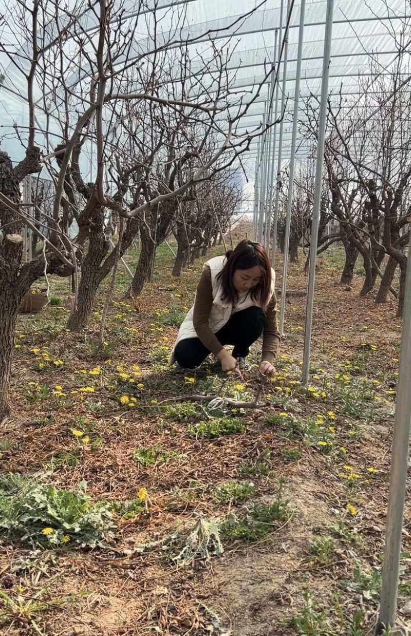 大量供应野生蒲公英，婆婆丁，代收代发常年供应电商团购