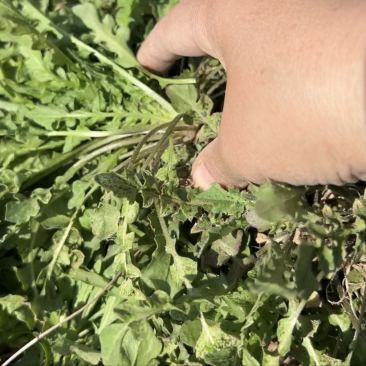 大量供应野生荠菜，新鲜，现挖现发常年供应电商团购