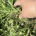 大量供应野生荠菜，新鲜，现挖现发常年供应电商团购
