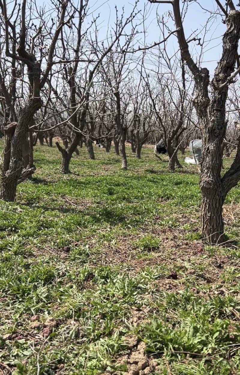 大量供应野生荠菜，新鲜，现挖现发常年供应电商团购