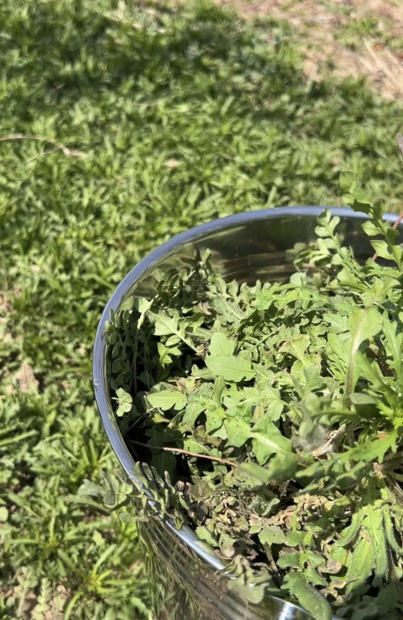 大量供应野生荠菜，新鲜，现挖现发常年供应电商团购
