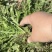 大量供应野生荠菜，新鲜，现挖现发常年供应电商团购