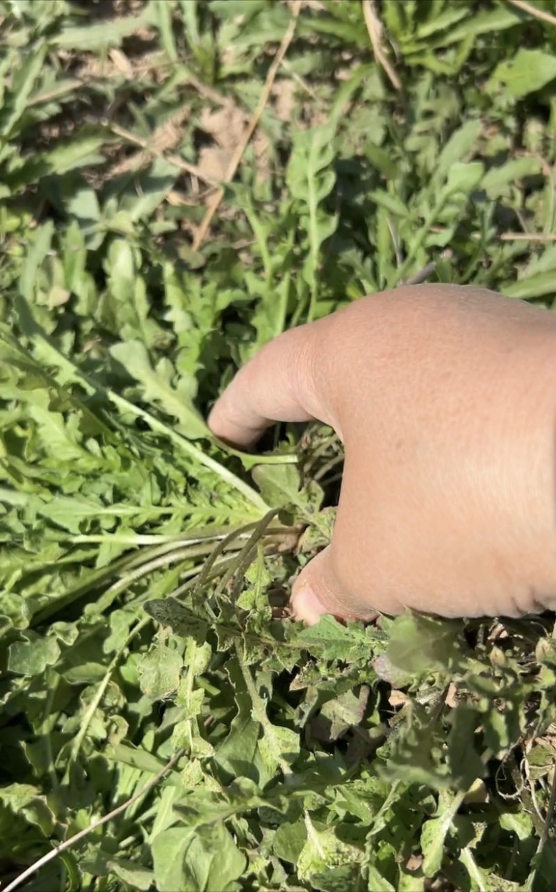 大量供应野生荠菜，新鲜，现挖现发常年供应电商团购