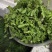 大量供应野生荠菜，新鲜，现挖现发常年供应电商团购