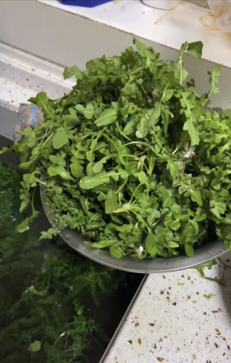 大量供应野生荠菜，新鲜，现挖现发常年供应电商团购