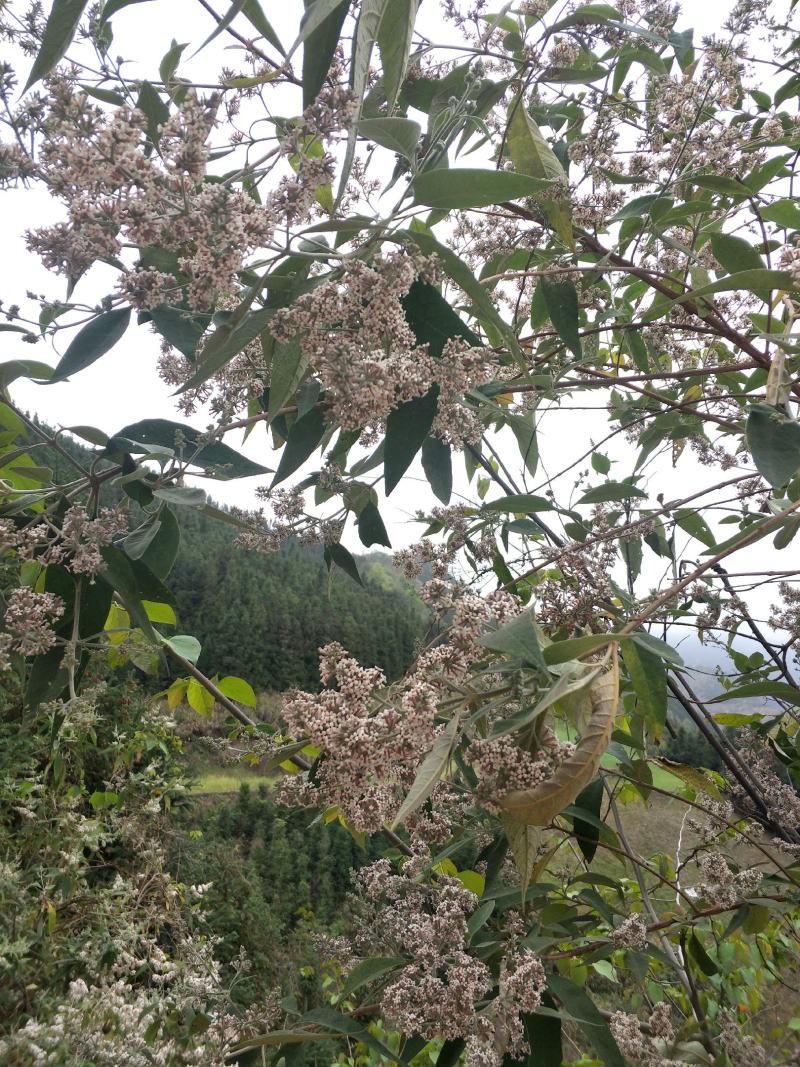 2023年密蒙花九里香小锦花黄饭花干货500g