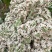 2023年密蒙花九里香小锦花黄饭花干货500g