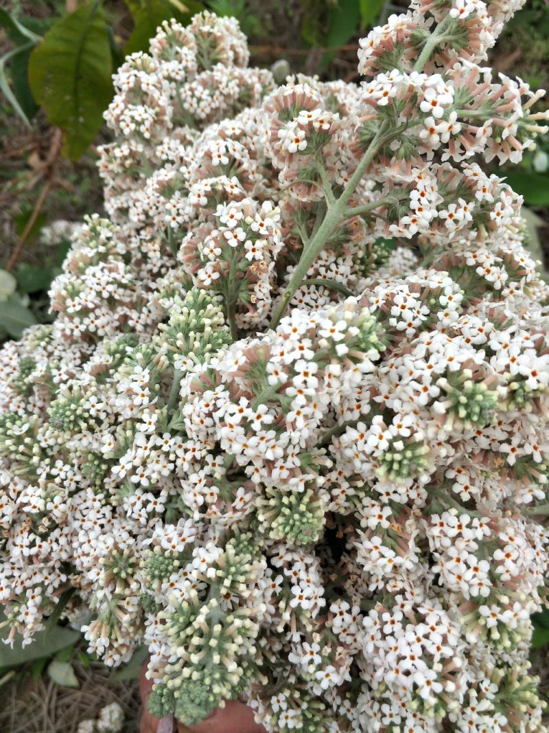 2023年密蒙花九里香小锦花黄饭花干货500g