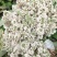 2023年密蒙花九里香小锦花黄饭花干货500g