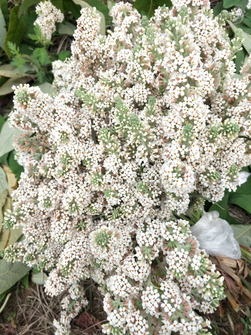 2023年密蒙花九里香小锦花黄饭花干货500g