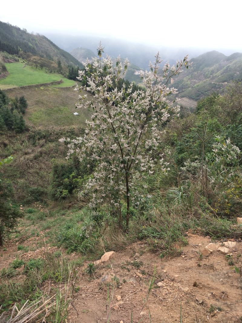 2023年密蒙花九里香小锦花黄饭花干货500g