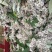 2023年密蒙花九里香小锦花黄饭花干货500g